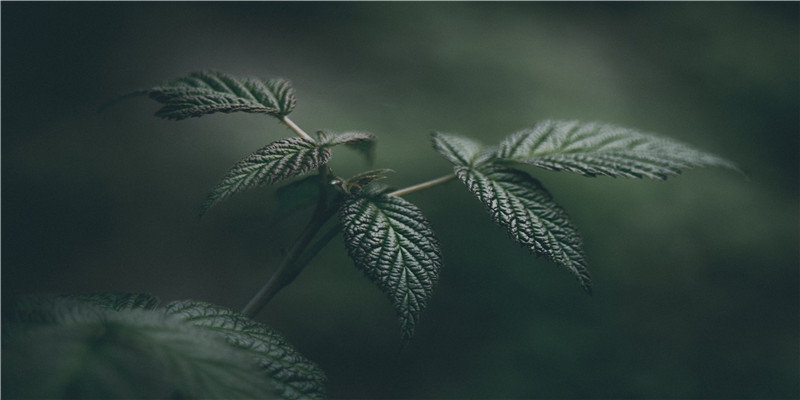 鱼腥草：夏季开花穗儿美 肺痈要药又通淋