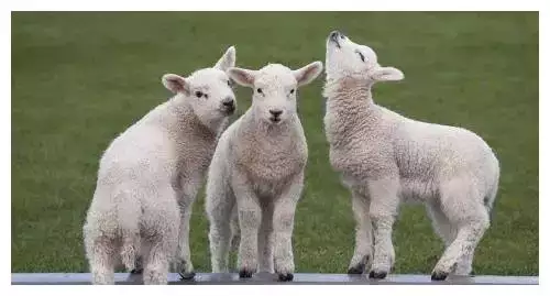 3、属羊的和什么属相最配、相克与羊相冲相克的属相