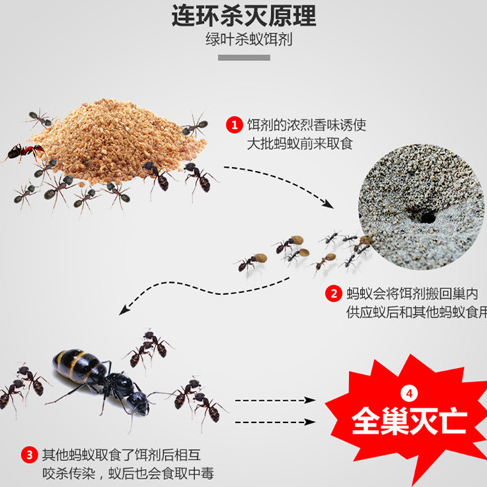 2、家庭灭蚂蚁最有效的方法