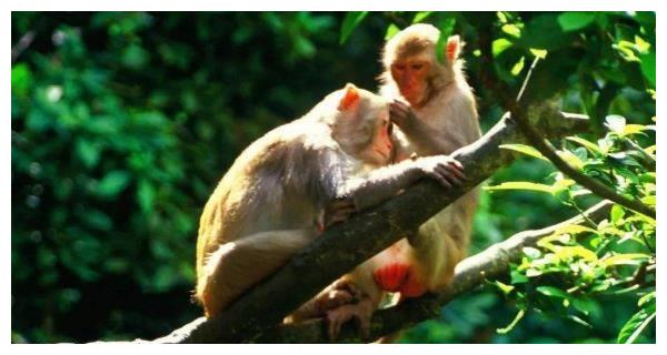 2、92年属猴人注定的婚姻92年属猴的婚姻幸福吗