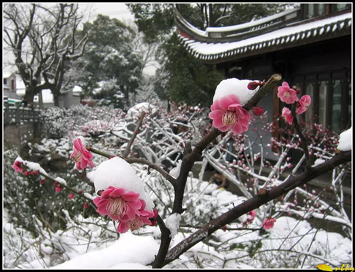 4、阳春白雪是什么生肖