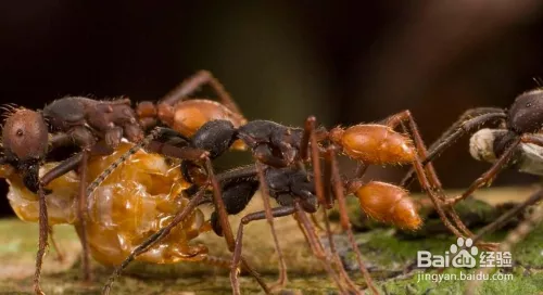 3、食蚁兽能不能吃食人蚁？是不是所有的蚂蚁种类都能吃？