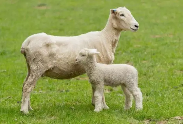 3、羊对人的看法是大还是小？