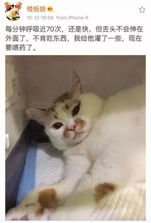 3、有野猫死在家里什么预兆