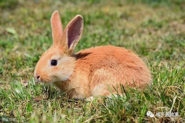 2、我老公82年属狗阴历2月,我91年属羊阴历4月,生年兔宝宝好吗？生几月份兔**