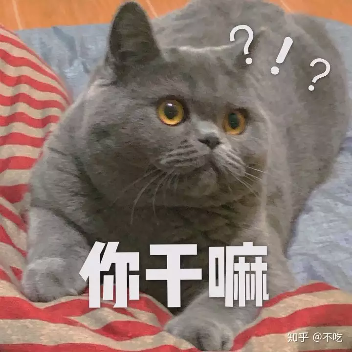 3、为什么捡回来的流浪猫养不熟？