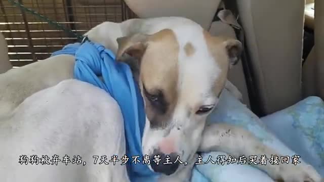 2、狗狗死后怎么处理