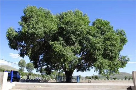 家里种榆树到底好吗？