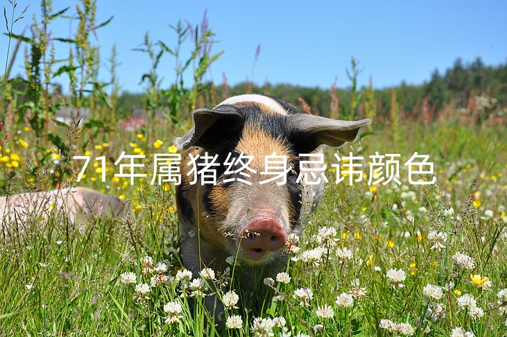 猪3_副本.jpg