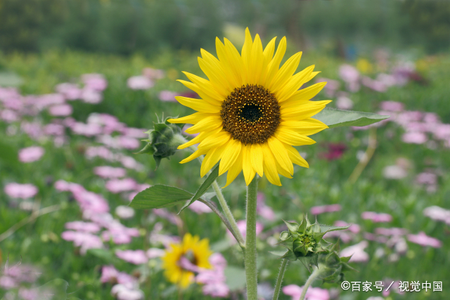 取什么网名能带来财运 寓意发财的微信名字大全