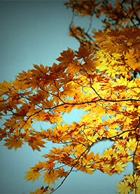 秋天唯美落叶意境大自然图片