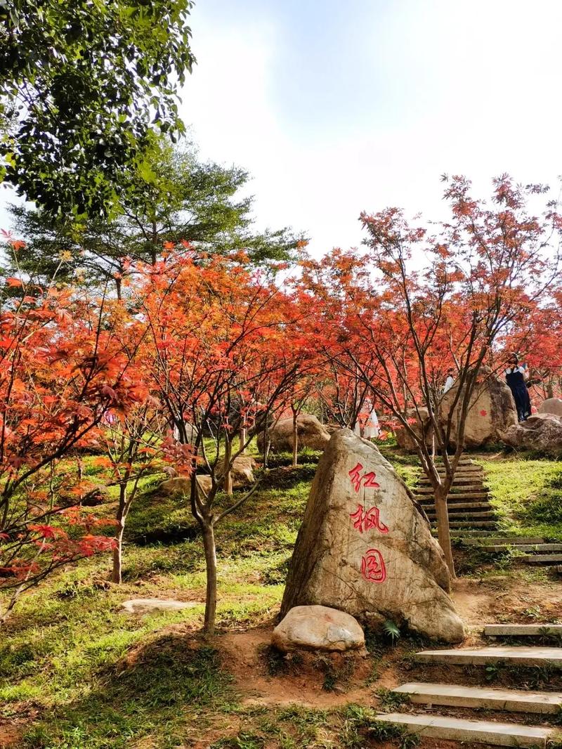 广州附近看枫叶的地方有哪些地方吗