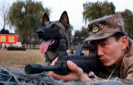中国的军犬有哪种(中国的军犬有哪些品种)