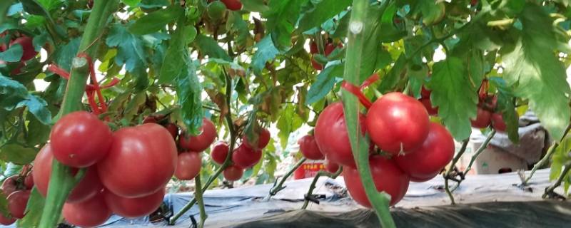 普罗旺斯与一般西红柿的区别(普罗旺斯西红柿和普通西红柿)