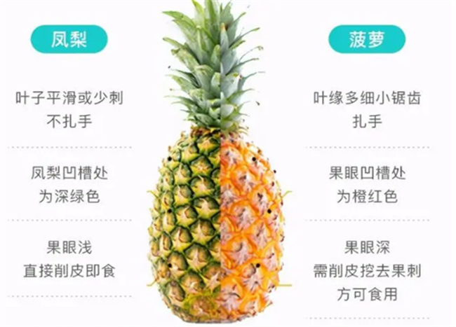 凤梨和菠萝的区别(凤梨和菠萝的区别营养价值)