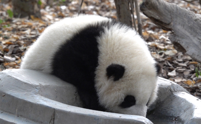 ​为什么说大熊猫的DNA里只有努力？