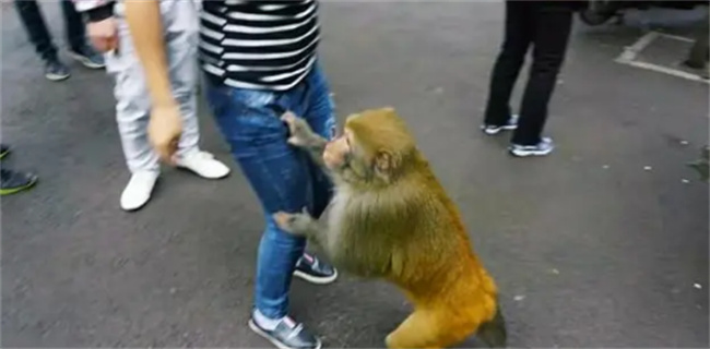 能喂猴子吗(喂猴子违法吗)